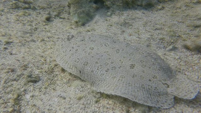 Flounder fish smims on sandy bottom. Leopard flounder or Panther flounder (Bothus pantherinus) Red Sea, Egypt