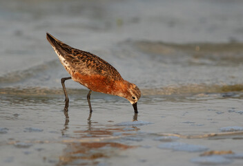 Curlew Sandpiper feeding at Busaiteen coast of Bahrain