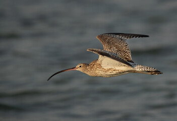 Eurasian curlew flying at Busiateen coast, Bahrain