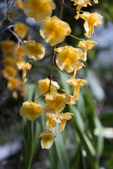 yellow flowers in the garden
