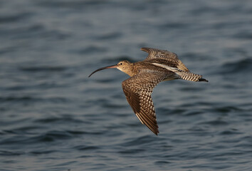 Closeup of a Eurasian curlew flying at Busiateen coast, Bahrain