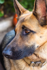 Young german shepherd looking away
