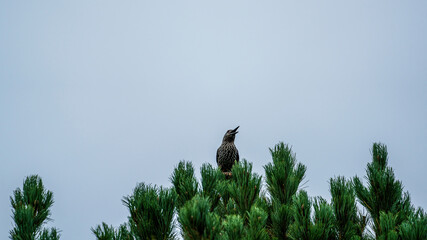 a nutcracker, nucifraga caryocatactes, perched on a swiss stone pine, pinus cembra, in summer and is pecking the cones