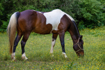 Horse grazing pasture