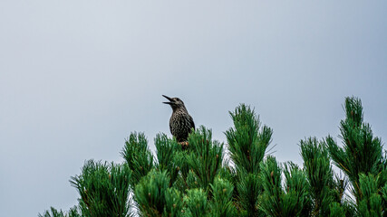 a nutcracker, nucifraga caryocatactes, perched on a swiss stone pine, pinus cembra, in summer and is pecking the cones