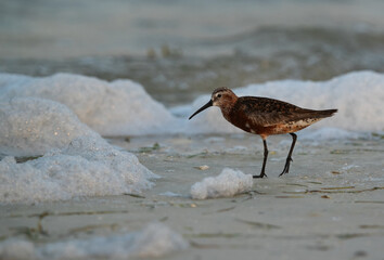 Curlew Sandpiper in the mid of froath at Busaiteen coast of Bahrain