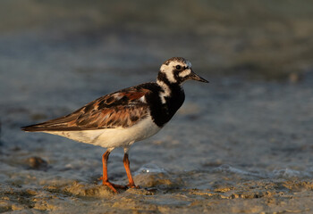 Portrait of a Ruddy Turnstone, Busaiteen coast, Bahrain