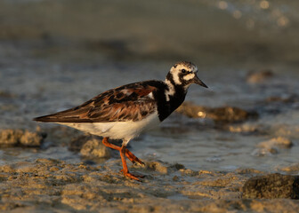 Portrait of a Ruddy Turnstone, Busaiteen coast, Bahrain