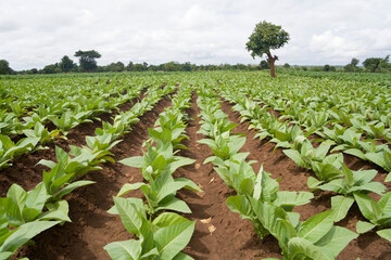Young tobacco plants growing during the rainy season in the village of Mombala (Mambala), Malawi, Africa - obrazy, fototapety, plakaty