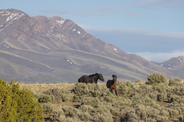 Wild Horse Stallions in the Utah Desert