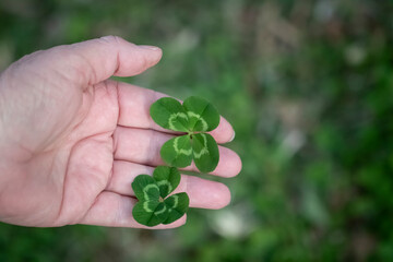 Two four leafed white clover, trifolium repens freshly picked and held in womans hand
