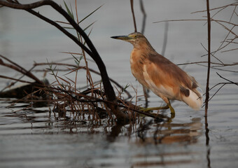 Closeup of a Squacco Heron in the early morning at Asker marsh, Bahrain