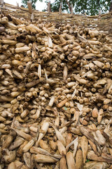Old maize cobs in a grain store (nkhokhwe) in the village of Kendekeza, Malawi, Africa