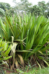 Obraz premium Sisal growing in the village of Chagamba, Malawi, Africa