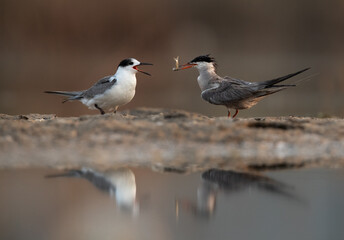 White-cheeked Tern feeding its chick at Asker marsh, Bahrain