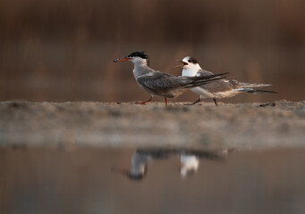 White-cheeked Tern with a fish to feed its chick at Asker marsh, Bahrain