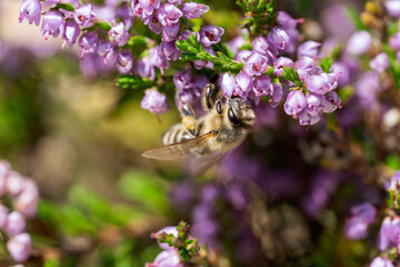 honeybee on the blossoms from a heather at a sunny summer day