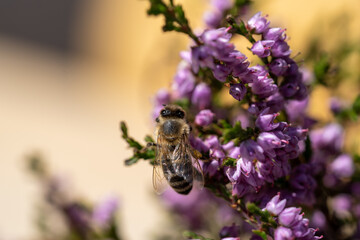 honeybee on the blossoms from a heather at a sunny summer day