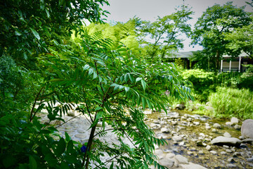 tropical forest in the jungle