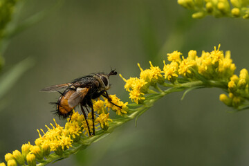 Fliege auf einer Pflanze