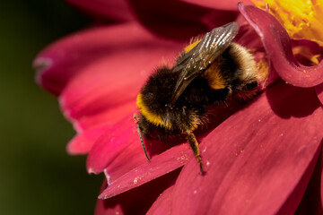 Hummel auf Blüte