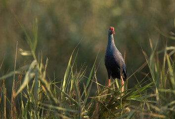 Grey-headed Swamphen in its habitat at Asker Marsh, Bahrain