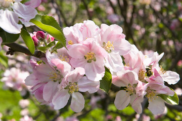 Apple blossom in springtime
