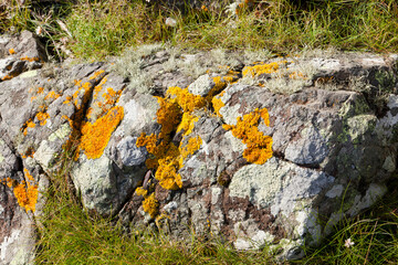 Lichen on rocks at the coast on the east side of the Kintyre Peninsula near Peninver, Argyll & Bute, Scotland