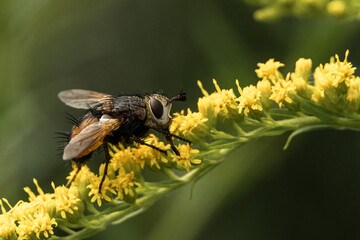 große Fliege