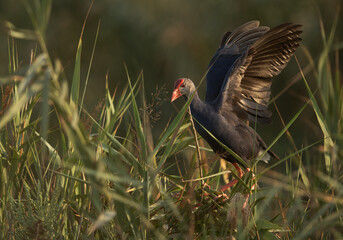 Grey-headed Swamphen ready to fly at Asker Marsh, Bahrain