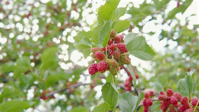 Gimbal shot of unripe red mulberries on the branches of the tree sway in the wind. 