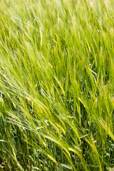 Cotswold barley near Stowell, Gloucestershire UK