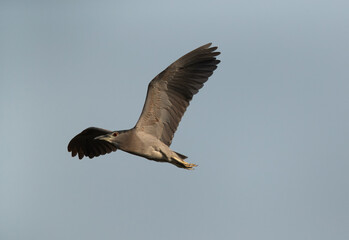 Black-crowned Night heron flying at Tubli bay, Bahrain