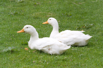 Ducks in Shropshire