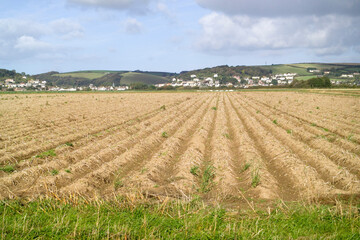 Fototapeta na wymiar Braunton Great Field, Braunton, Devon