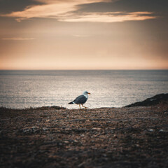 gaviota en tierra al atardecer
