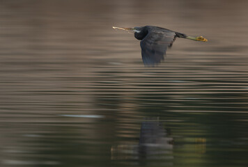 Western reef heron in flight with nesting material at Tubli bay, Bahrain