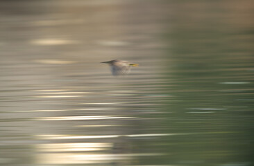 A motion blur image of Black-crowned Night heron flying at Tubli bay, Bahrain