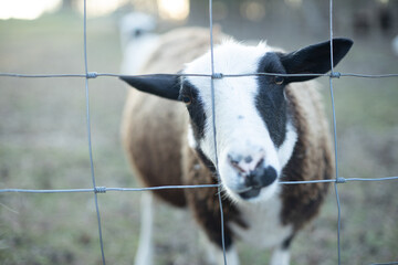 Sheep face close up through fence. Farm animal lifestyle.