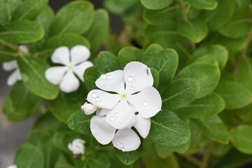 flowers in the garden