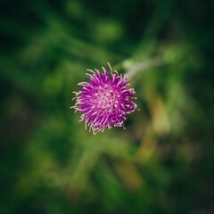 flor de color lila violeta