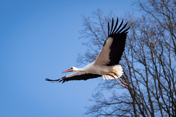 Storch in der Luft