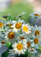Bouquet of daisy flowers, close up.