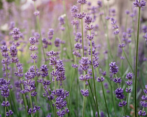 Obraz premium Soft focus on lavender flowers.