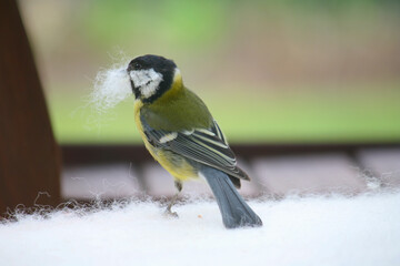 Closeup shot of a great tit with cotton in its beak.