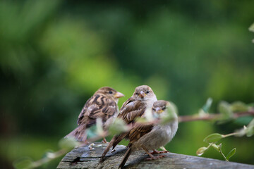 Three sparrows on a branch. Blur effect on two sparrows and background.