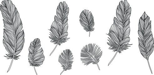 Vector feathers collection. Hand drawn isolated on white background vector set. Vintage art illustration