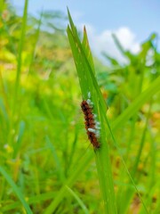 Beautiful natural ants photo from banyumas, jawa tengah, indonesia