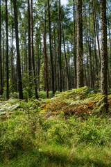 Forest in summer in the Elbe Sandstone Mountains