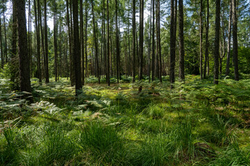 Forest in summer in the Elbe Sandstone Mountains